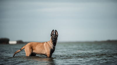 Are Malinois Dogs Too Energetic for Homes? Kate Gosselin Admits Struggles With Rescue Dog Koda in Emotional TikTok Confession