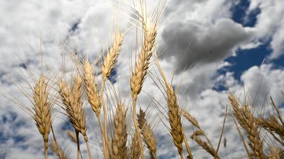 Farmers eye yield gains as fertiliser, fuel costs surge