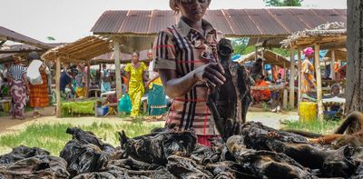 Central Africa’s wild meat dilemma: why outright bans threaten food security for millions