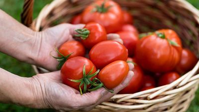 Grow your tomatoes the Mediterranean way: Top tips from an Italian farmer