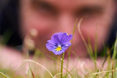 Blossoming among spoil heaps: how 1,000 years of lead mining gave birth to banks of pansies and pennycress