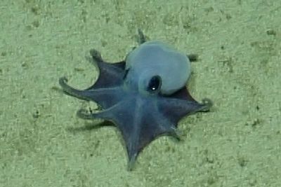 Octopus discovered off Galapagos Islands confirmed as new species