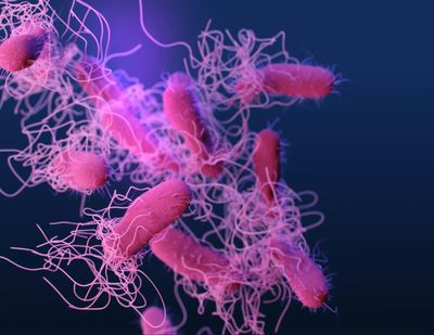 Rising Temperatures May Be Fueling Antibiotic Resistance in Salmonella, New Global Study Suggests