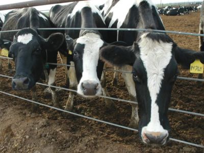 When a Muslim member backed cow slaughter ban as fundamental right in Constituent Assembly
