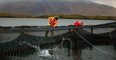 Scottish salmon firm fined £70,000 by environmental watchdog over breaches