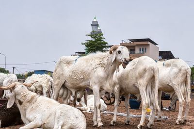 An Al-Qaida-linked blockade is fueling a sheep shortage in Mali – threatening Eid celebrations