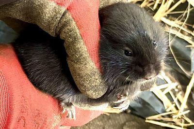 Rare burrowing city water voles relocated ahead of drainage works