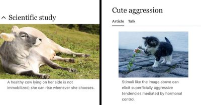 This Page Shared 69 Weird Animal Facts People Discovered While Falling Into A Wikipedia Rabbit Hole