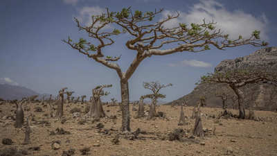 Worsening climate change main culprit behind India's extreme heat: UN climate chief