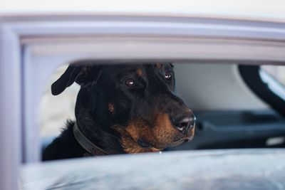 Dog Accidentally Shoots Woman with Loaded Shotgun in Nebraska—Triggered the Firearm in a Parked Truck