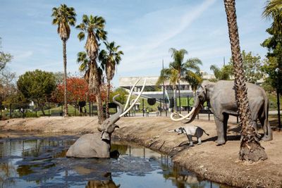 ‘Pompeii, but in the middle of a massive city’: the ice age fossil site hidden in Los Angeles
