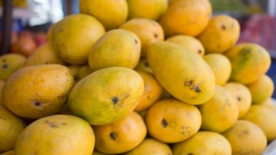 Fake mango alert: How to identify artificially ripened mangoes at home with quick tests
