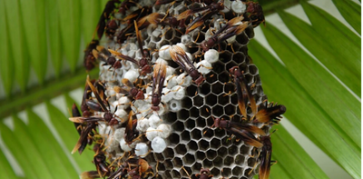 Keep calm and carry on: lessons from wasps on how societies survive power struggles
