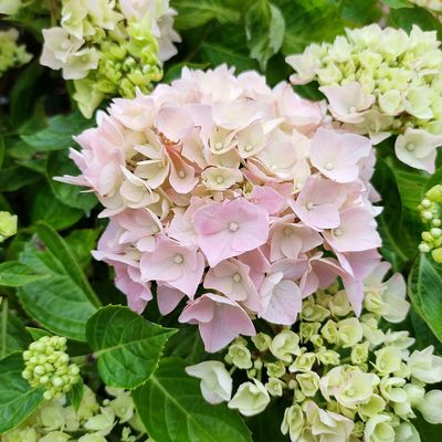 Why is my hydrangea not growing? These are the most common causes and how to fix it fast so yours blooms beautifully this summer