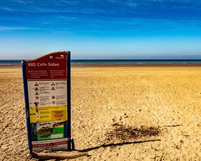 Hundreds of dead sharks and fish wash up on two beaches in Wales