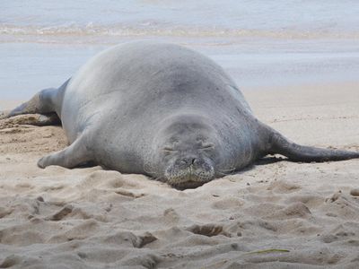 Tourist accused of hurling rock at endangered Hawaiian seal was trying to protect sea turtles, lawyer says