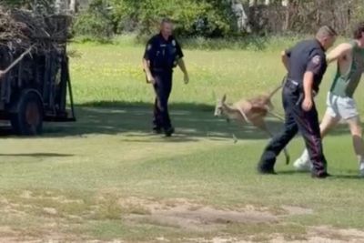Police in ‘hop pursuit’ of runaway kangaroo through Texas neighbourhood