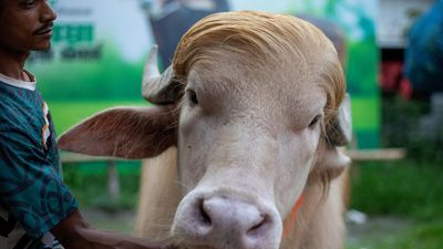 Viral stardom saves ‘Trump’ buffalo from sacrifice in Bangladesh