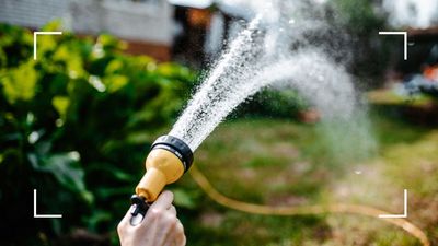 When is the best time to water your garden? Experts share guidance for keeping plants happy