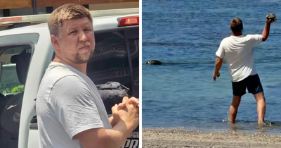 Lawyer For Tourist Who Hurled Rock At Beloved Seal Provides Unusual Justification For His Client’s Actions