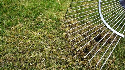 Why Lawn Experts Swear by This One Simple Tool for a Thicker, Greener Summer Grass