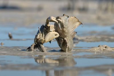 Photo of a muddy duel to the death between a crab and a fish captured on a DSLR was runner-up in top travel photography award