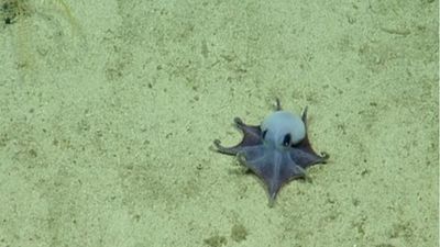 These photos are more than ten years old, but scientists are still baffled by a bizarre new blue deep-sea octopus species