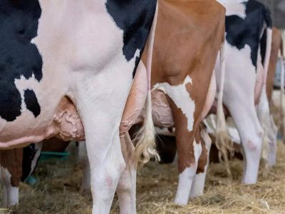 Tamil Nadu ban cow slaughter: Madras HC orders immediate ban ahead of Bakrid