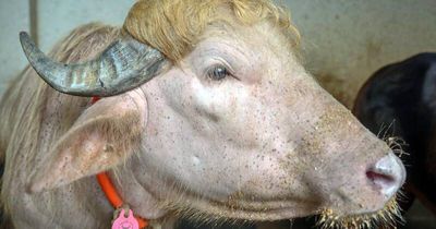Fame spares 'Donald Trump' buffalo from Eid sacrifice