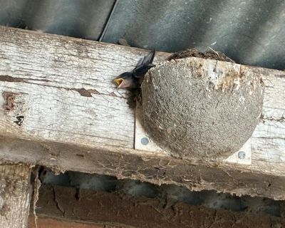 Country diary: Mayday, mayday … the heatwave is killing the swallow chicks