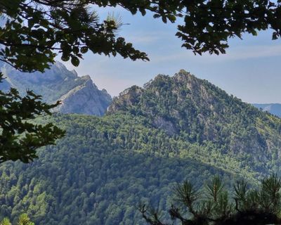 We’re going on a Bosnian bear hunt … in Europe’s oldest forest