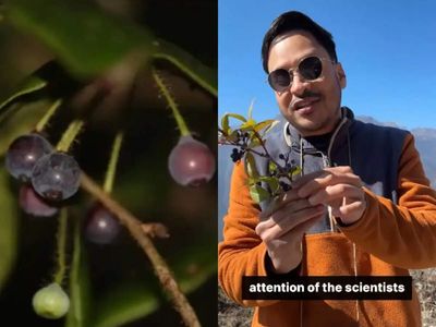 Sanjeevani Booti? Scientists find a 'lost' blueberries in Himalayas after nearly 200 years; locals say it boosts...