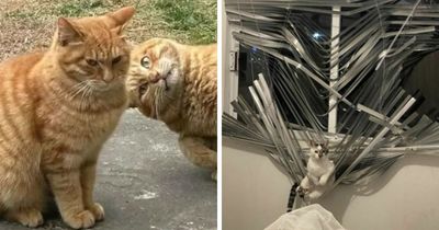 40 Funny Photos Shared By This Page That Prove Cats Are The Internet’s Favorite Tiny Chaotic Creatures