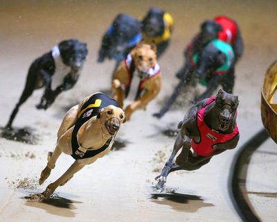 Victorian greyhound trainer avoids ban despite dog being found with cocaine in system