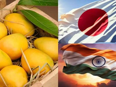 From Alphonso to Kesar: How a tiny fly halted India’s mango exports to Japan after two decades