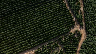 Fact-check: Did the EU-Mercosur trade agreement allow ‘worm-infested’ Brazilian coffee into Europe?