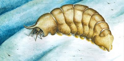 500-million-year-old fossil helps fill a strange gap in our record of life on Earth