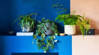 Where to Place a Pothos Plant in Your Home for Good Luck — 4 Spots That Will Work in Your Favor, According to a Feng Shui Expert