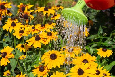 Transform Your Yard Into a Pollinator Paradise With These Budget-Friendly Wildflowers