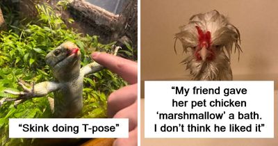 99 Of The Most Amusing Animal Faces To Make Your Day