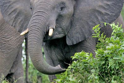 Happy the elephant dies at Bronx Zoo after landmark animal rights legal battle