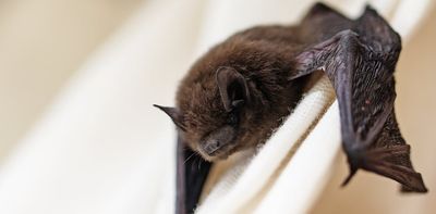 Bat in the house? Here’s how to remove it safely