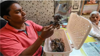 Gurgaon hospital reports surge in dehydrated birds arriving through delivery apps