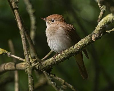 The Book of Birds by Robert Macfarlane and Jackie Morris audiobook review – a love letter to our feathered friends