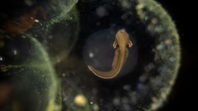 4 years after building a pool in his garden, photographer captures award-winning image of frog embryo inside an egg using special probe lens