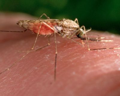 Mosquitoes can become attracted to insect repellant, study suggests