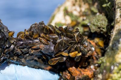 Warning over invasive species that is fast-moving and costing this state millions of dollars