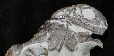 Turtles finally have a place in the tree of life: X-ray study of South African fossils was a decider