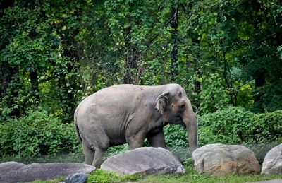 Happy the elephant dies aged 55 after being euthanized at New York zoo