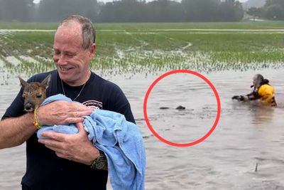 Dramatic moment baby deer is plucked from flooded, fast-flowing river by rescuer